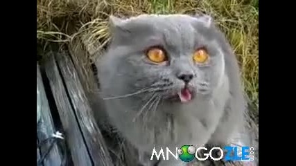 Котка се оплаква на котешки език*смях*