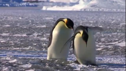 Пингвински неволи