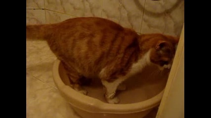 Коте Се Къпе :)