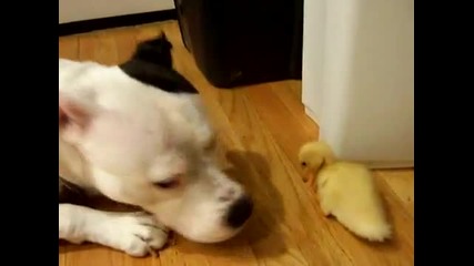 Duck & Dog
