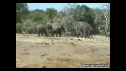 Слонове Прават Секс 