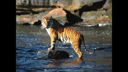 Survivor - Eye of the tiger (remix version) [hd]