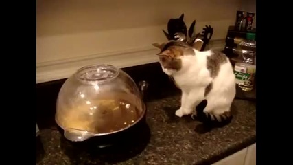 Котка се плаши докато гледа как се правят пуканки