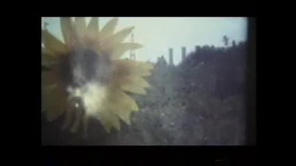zen - tv.neotropic - sunflower girl.avi