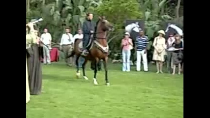 Horse