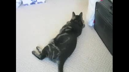This is Your Cat on Drugs 