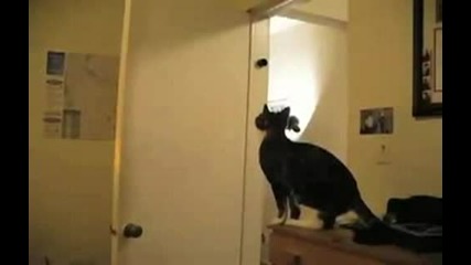 Котка алпинист невероятно 