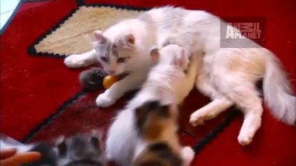 Cats 101 - American Curl 