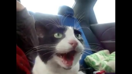 Коте се вози за първи път на автомобил