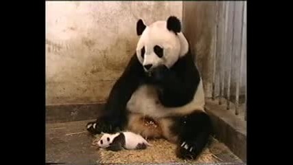бебе панда киха чак майката се стряска 