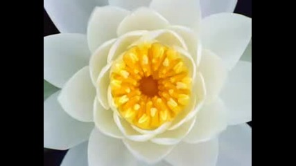 With An Orchid