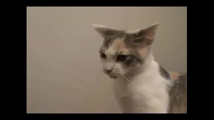 Cats Boxing... On Stools