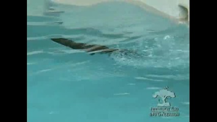 Тюлен учи синчето си да плува