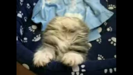 Sleepy Cat