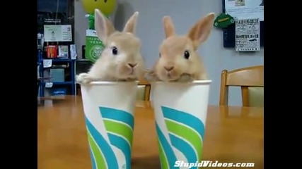 2 Rabbits Two Cups 