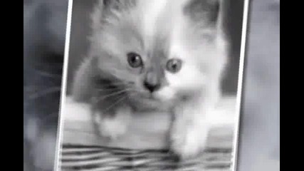 Коtеtъ!