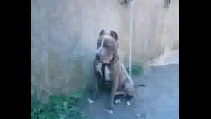 Pitbul - - Danger