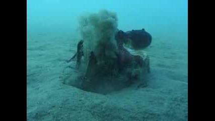 Октопод който събира кокоси по дъното на океана !! 
