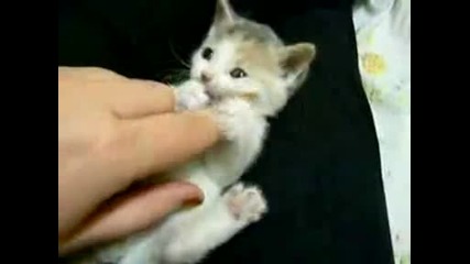 Small Cute Kitten 