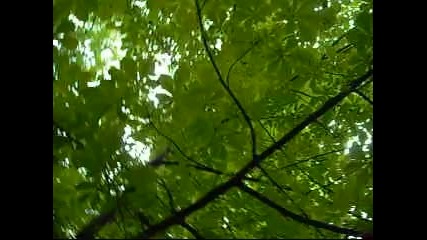 Beautiful green leaves in the rain