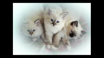 Cute Kittens 