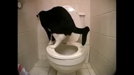 Котка ходи по голяма нужда в тоалетната 