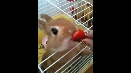 Зайко обича ягоди 