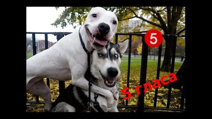 Резултати от конкурса-игра - коя снимка с животно/и е най-смешна