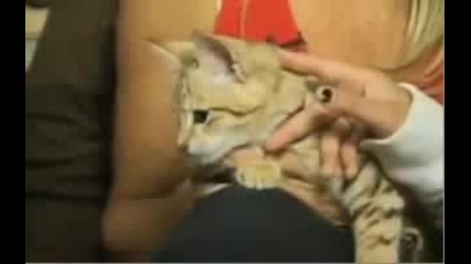 Котката Ашера