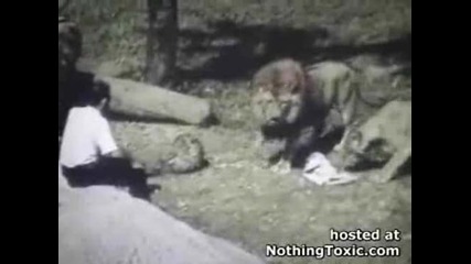 Man Vs Lion 