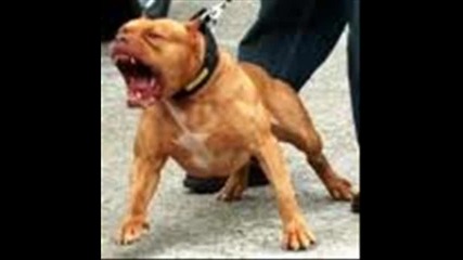pitbuls is the best 