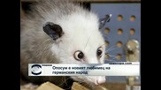 Кривоглед опосум стана поредното животно знаменитост в Германия