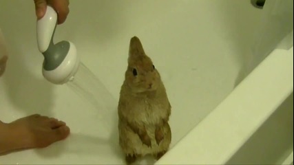 Сладко зайче взима душ