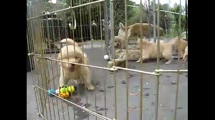 Golden Retriever Puppies