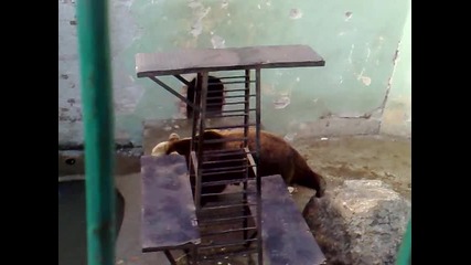 mechka v zoo