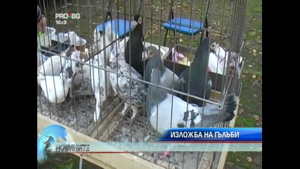 Изложба на гълъби 