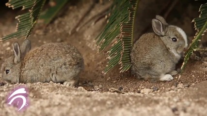 Малки зайчета изучават остров Окуношима