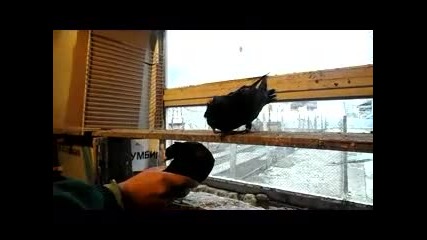 Паламарски гълъби Ердан Исперих