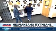 Котка измина близо 1300 км пеша, за да се прибере у дома