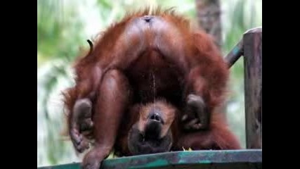 Very, very, funny animals! 