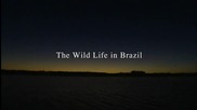Дивия живот в Бразилия