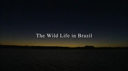 Дивия живот в Бразилия