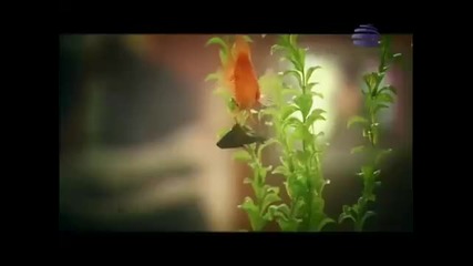 Elena - Ne na mene tiq {hq official video} 