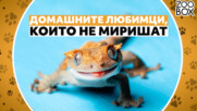 Тези домашни любимци не миришат изобщо