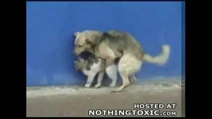 Куче Си Прави Сефтака На Котка