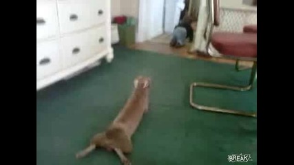 Бебе срещу Куче