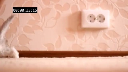 Котешки краштест