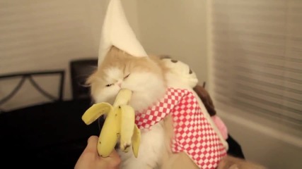 Коте яде банан