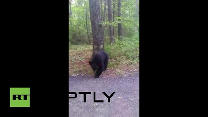 USA: Hiker escapes unharmed after dangerous encounter with black bears