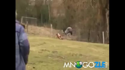 Баща пребива от бой щраус!